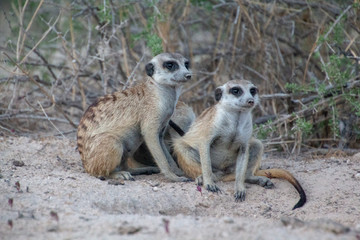 Fototapeta premium Meerkat duo at dusk