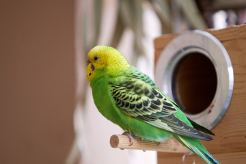 Cute budgie, on the balcony of the home