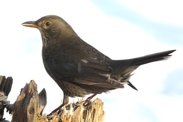 amsel henne