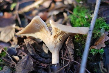 Lamellenpilz im Wald
