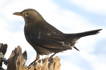amsel henne