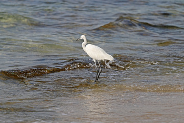 Stork on the seafront in search of food