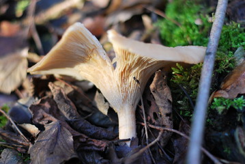 Lamellenpilz im Wald
