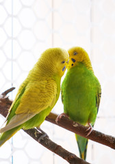 Fototapeta na wymiar First-parent parrot couple at home balcony