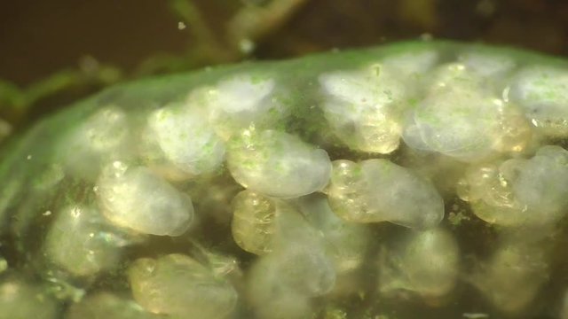 LaLaichschnurr der Spitzschlammschnecke&nbsp;(Lymnaea stagnalis)