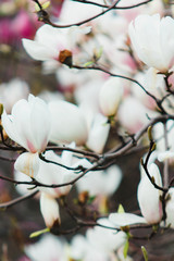 Magnolia Sulange blooming. Pink and white burgeon on thin branches. Spring blossom concept.