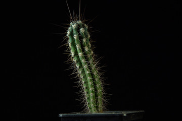 Green cactus with sharp needles dark background.