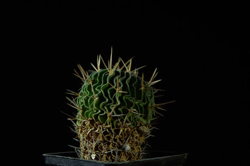 Green cactus with sharp needles on dark background.