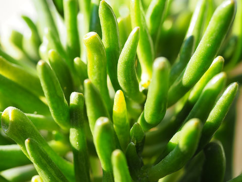 Dickblatt, Crassula