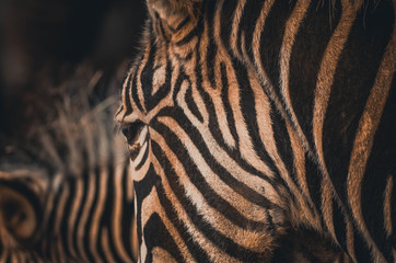 Fototapeta na wymiar Spectacular portrait of a zebra. Animal