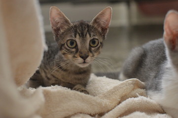 Kitten sitting in a towel