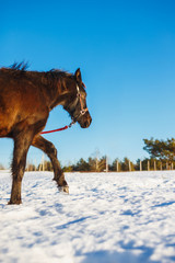 Black Arabian stallion walking in the snow in a field