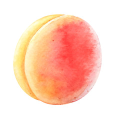 Fototapeta premium Watercolor botanical illustration of the peach fruit on white background.
