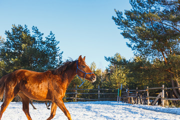 Red Arabian foal runs gallop along the parade ground in training. It is snowing, but spring has come