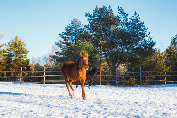 Fototapeta na wymiar Red Arabian foal runs gallop along the parade ground in training. It is snowing, but spring has come