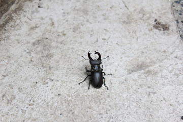 beetle on stone