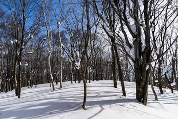 雪積もる森