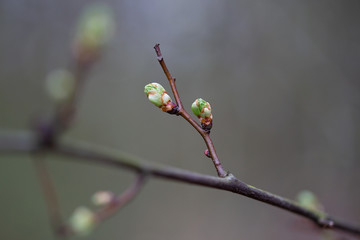 Aufbl&uuml;hende Bl&auml;tter