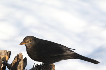 amsel