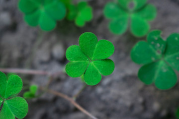 One shamrock leaf focused rising from bottom