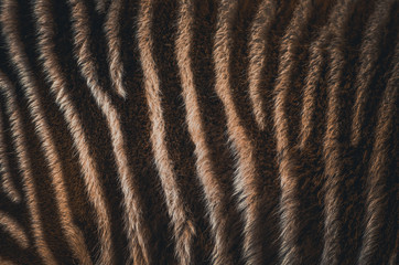  Spectacular portrait of a zebra. Animal