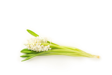 White hiacinth isolated on white background. Card design concept