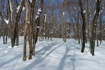 雪積もる森