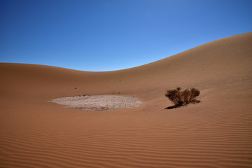 Fototapeta na wymiar Eine Pflanze in der Trockenen Wüste