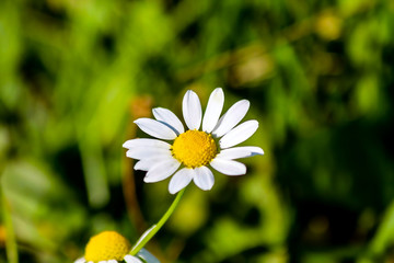 daisy in the grass