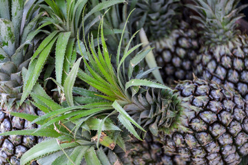 pineapple