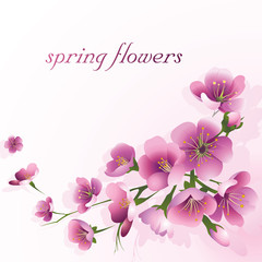 Spring flowers on a light pink background.