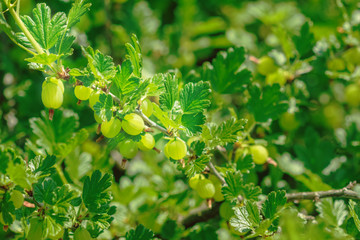 Juicy ripe gooseberries on a branch on a sunny summer day