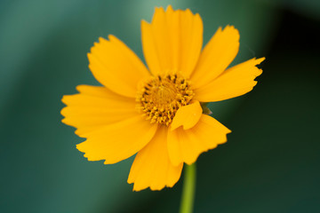 Coreopsis lanceolata
