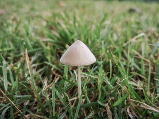 White mushroom like an umbrella with nature background.