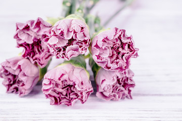 Light pink purple carnation flowers on a white background