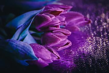 Purple tulips lie on the mirror with drops of water