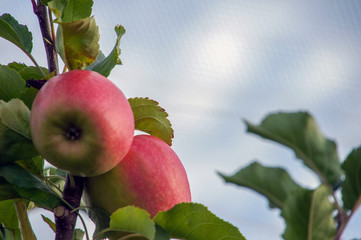 Manzana fresca en Francia