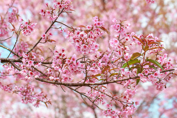 Wild Himalayan Cherry Blossoms in spring season (Prunus cerasoides), Sakura in Thailand, selective focus, Phu Lom Lo, Loei, Thailand.