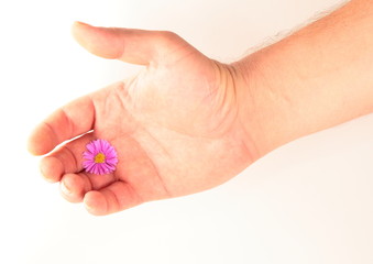 mano high key con fiore