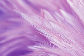 Purple chicken feathers in soft and blur style for background