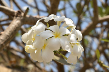 Frangipanier en fleurs en Inde