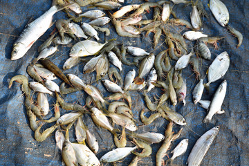 Crevettes et poissons au marché de Cochin, Inde du Sud