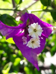 Purple iris flower