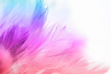 Fototapeta na wymiar Colorful bird and chicken feathers in soft and blur style for the background, abstract art