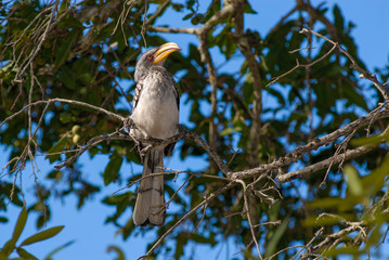 Southern yellow billed hornbill