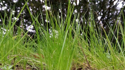 Hierbas de jardin