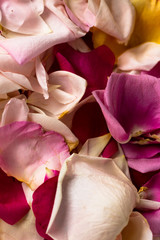 Delicate colors of fallen roses petals pattern photography 