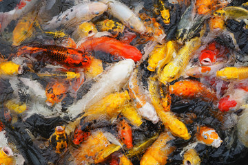 Obraz na płótnie Canvas Beautiful of colorful many koi fish in pond