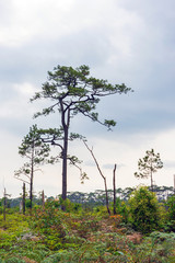 Hundreds year old pine trees on mountain field