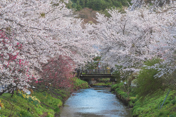 Cherry blossom with full blooming along both side of small canal at Oshino Hakkai village, Japan.